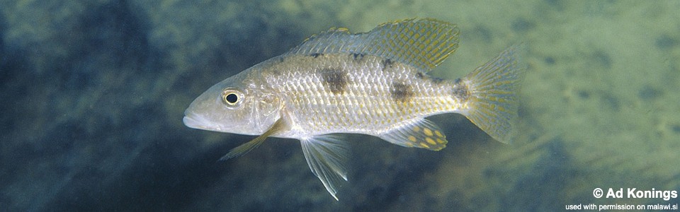 Stigmatochromis pholidophorus 'Pombo Rocks'