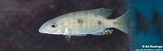 Stigmatochromis pholidophorus 'Chiloelo'.jpg