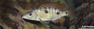 Stigmatochromis pholidophorus 'Chiofu Bay'.jpg