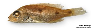 Stigmatochromis pleurospilus