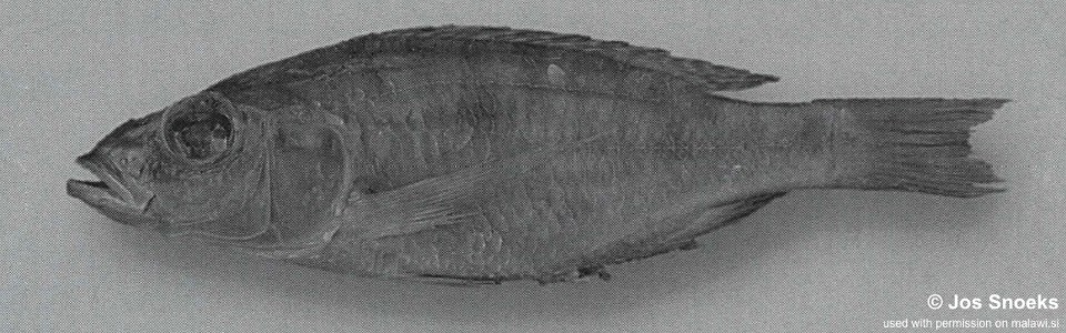 Stigmatochromis sp. 'big-eye' Nkhotakota