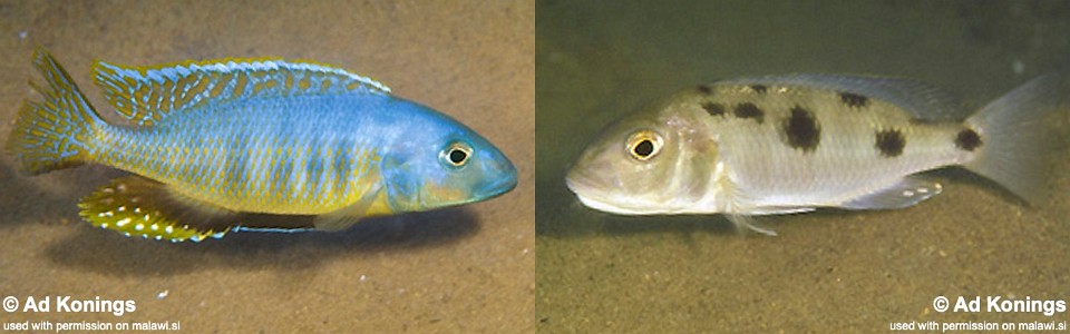 Stigmatochromis sp. 'pleurospilus mdoka' Mdoka