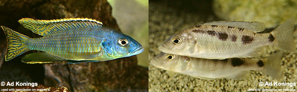 Stigmatochromis sp. 'spilostichus type'  (unknown locality)