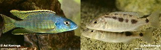 Stigmatochromis sp. 'spilostichus type'