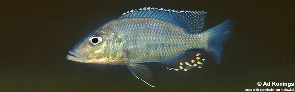 Stigmatochromis woodi 'Luwala Reef'