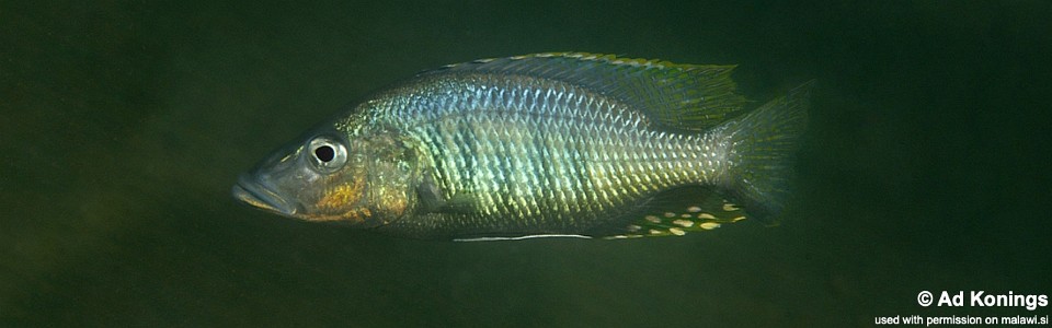 Stigmatochromis woodi 'Otter Point'