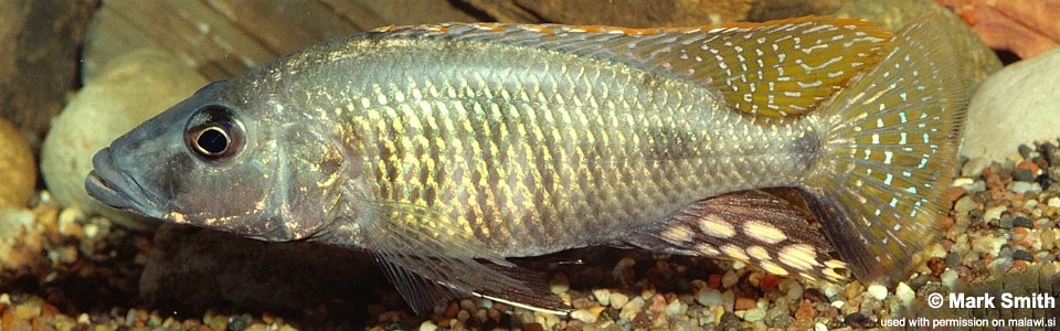 Stigmatochromis woodi (unknown locality)