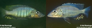 Stigmatochromis woodi