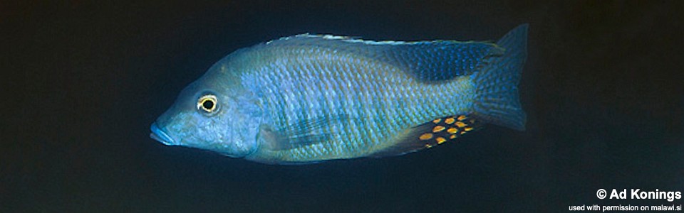 Taeniolethrinops furcicauda 'Lumessi'