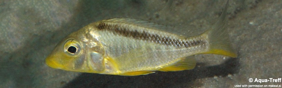 Taeniolethrinops furcicauda 'Ntekete'