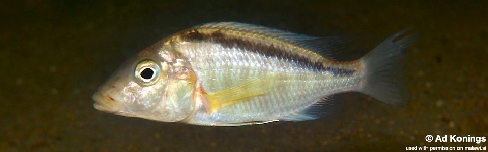 Taeniolethrinops laticeps (unknown locality)