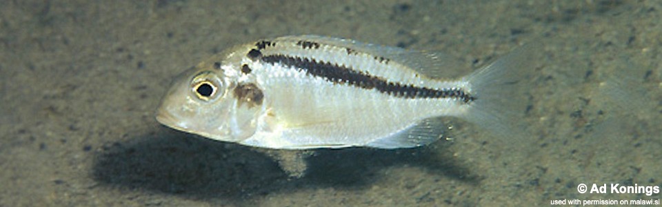 Tramitichromis brevis 'Lupingu'