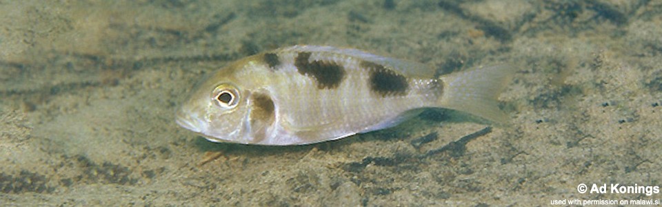 Tramitichromis intermedius 'Chiofu'