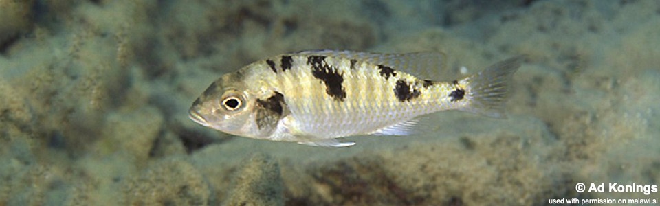 Tramitichromis intermedius 'Cobwé'