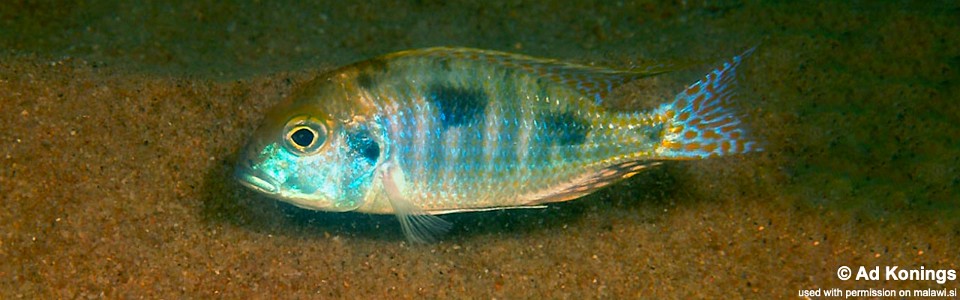 Tramitichromis intermedius 'Lion Point'