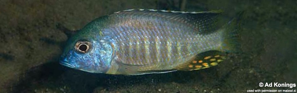 Tramitichromis sp. 'brevis magunga' Magunga