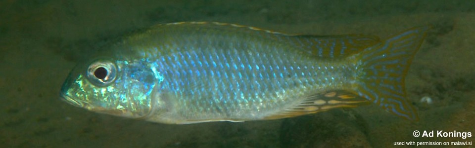 Tramitichromis sp. 'chembe shallow' Chembe