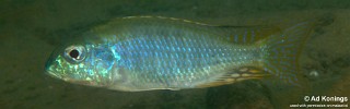 Tramitichromis sp. 'chembe shallow'