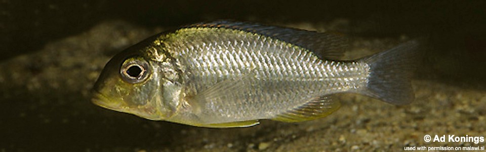 Tramitichromis sp. 'lituris yellow' Senga Bay