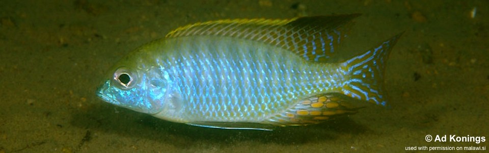 Tramitichromis sp. 'red gular' Songwe Hill