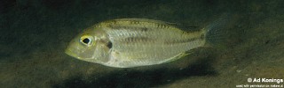 Tramitichromis trilineatus