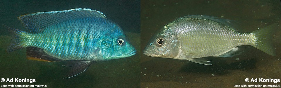 Trematocranus microstoma 'Chembe Beach'