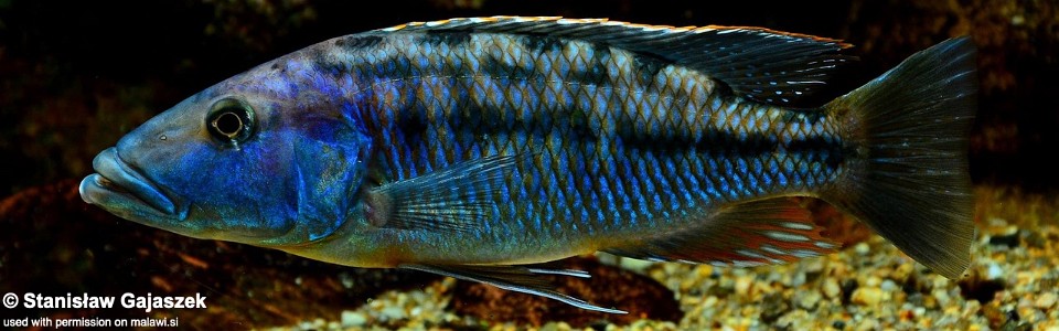 Tyrannochromis macrostoma (unknown locality)