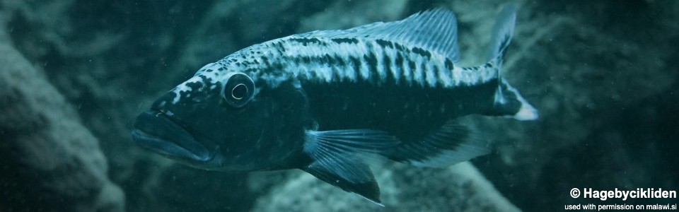 Tyrannochromis maculiceps 'Katale Island'