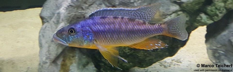 Tyrannochromis maculiceps 'Mbenji Island'