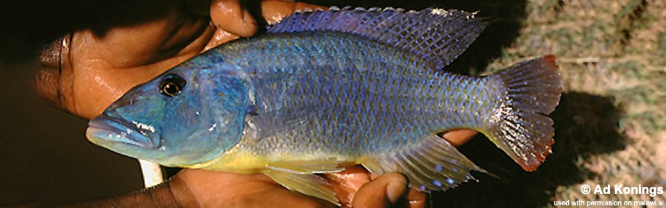 Tyrannochromis maculiceps 'Senga Bay'