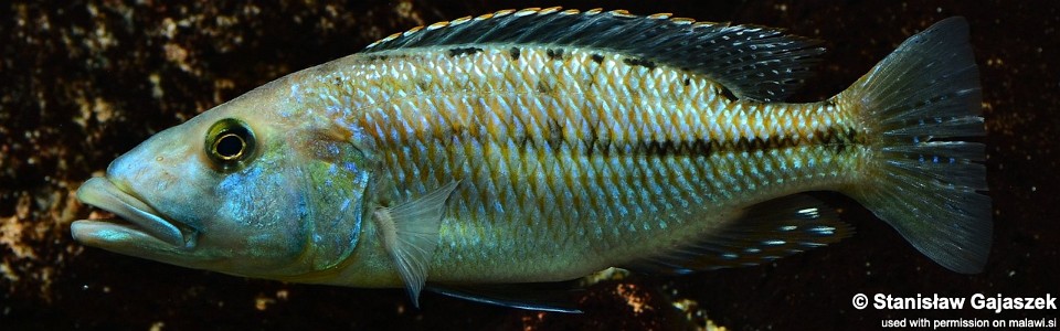 Tyrannochromis maculiceps (unknown locality)