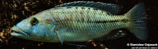 Tyrannochromis maculiceps.jpg