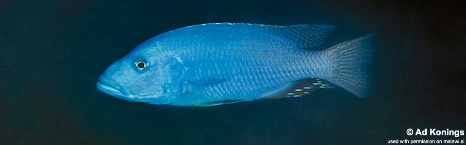 Tyrannochromis nigriventer 'Chimwalani Reef'