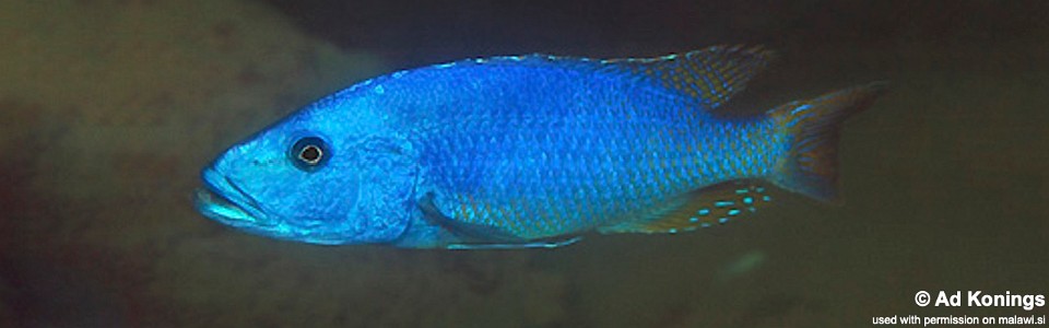 Tyrannochromis nigriventer 'Lundu'