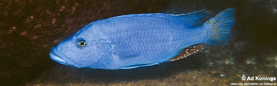 Tyrannochromis nigriventer 'Ndumbi Rocks'