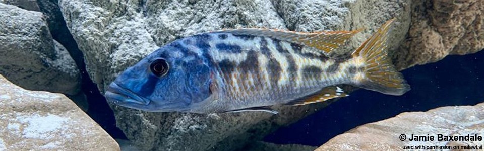 Tyrannochromis nigriventer 'Nkhata Bay'