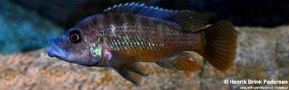 Abactochromis labrosus 'Chiofu'.jpg