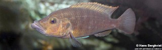 Abactochromis labrosus.jpg