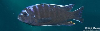 Cynotilapia afra 'Chiwi Rock'.jpg