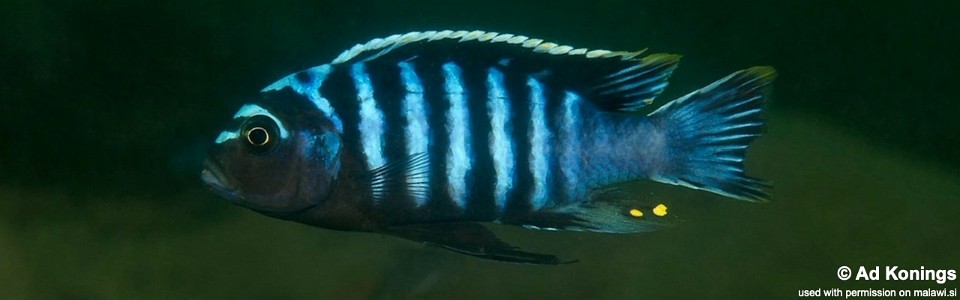 Cynotilapia aurifrons 'Chewere'