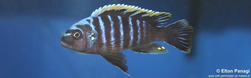 Cynotilapia aurifrons 'Lushununu'