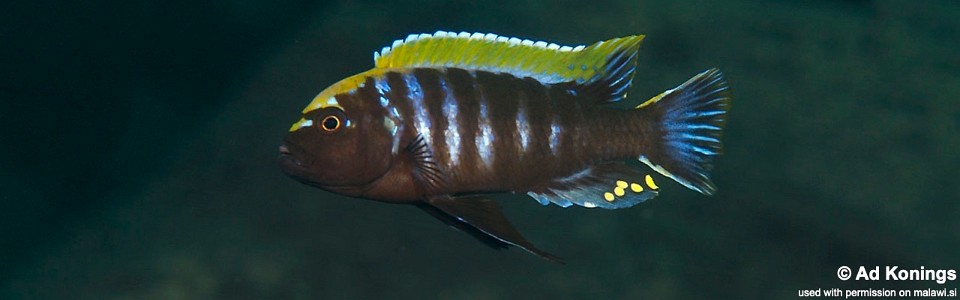 Cynotilapia aurifrons 'Luwino Reef'