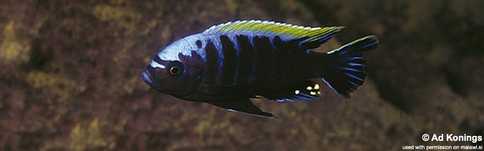 Cynotilapia aurifrons 'Nkhata Bay'