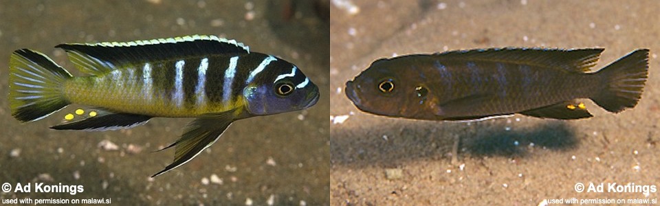 Cynotilapia sp. 'elongatus chitimba' Chitimba Bay Deep