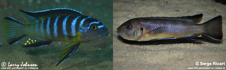 Cynotilapia sp. 'elongatus chitimba' Chitimba Bay