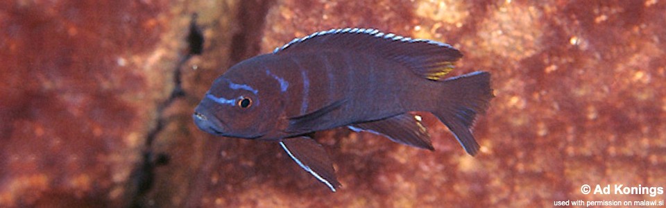 Cynotilapia sp. 'elongatus ndumbi' Ndumbi Rocks