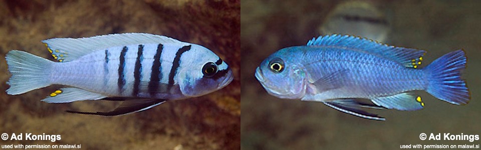 Cynotilapia sp. 'hara' Gallireya Reef