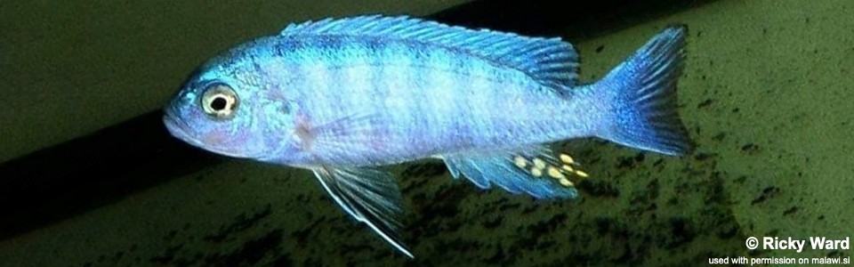 Cynotilapia sp. 'iwera' Manda