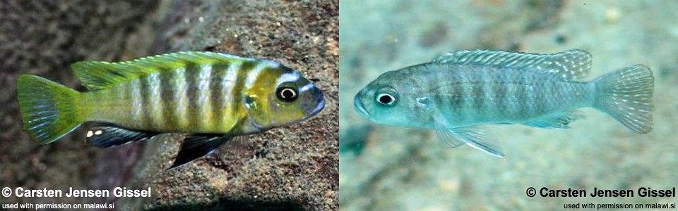 Cynotilapia sp. 'lion ntekete' Border