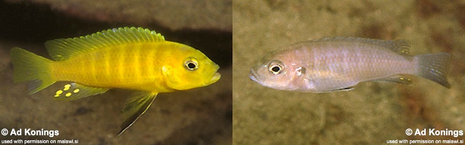 Cynotilapia sp. 'lion ntekete' Liwani